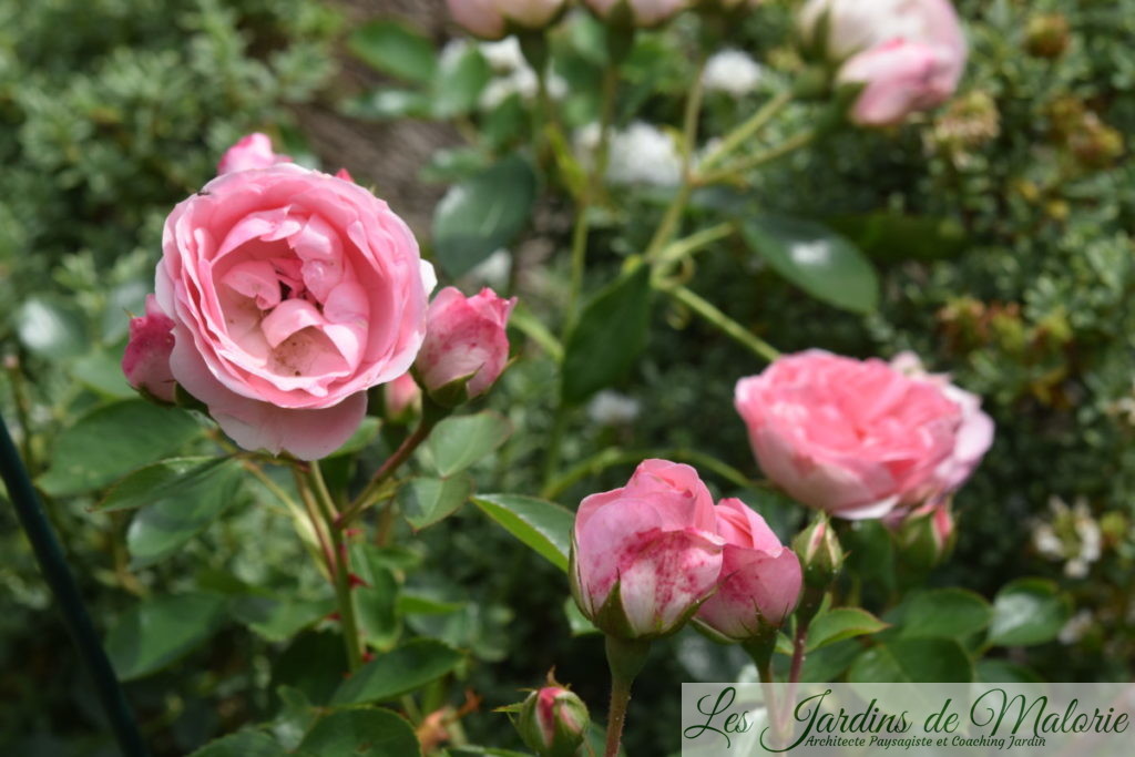 rosier 'Jardin de Valloires'