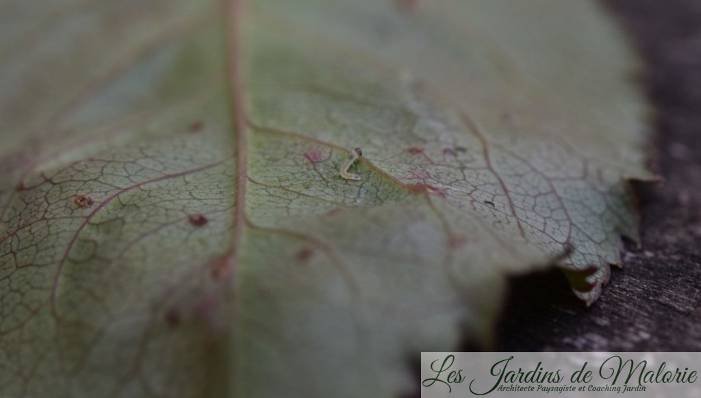 très jeune larve de tenthrède : minuscule fausse chenille, vert jaunâtre, avec une tête brune.