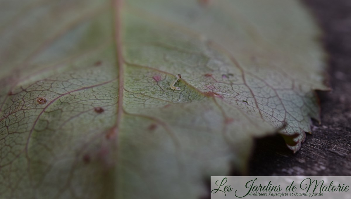 Des trous dans les feuilles des rosiers (tenthrèdes limaces) Les Jardins de Malorie