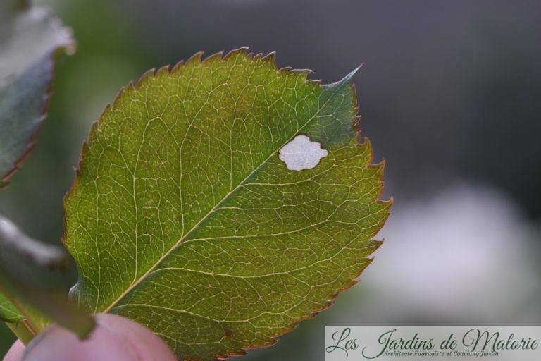 Des trous dans les feuilles des rosiers (tenthrèdes limaces) Les Jardins de Malorie
