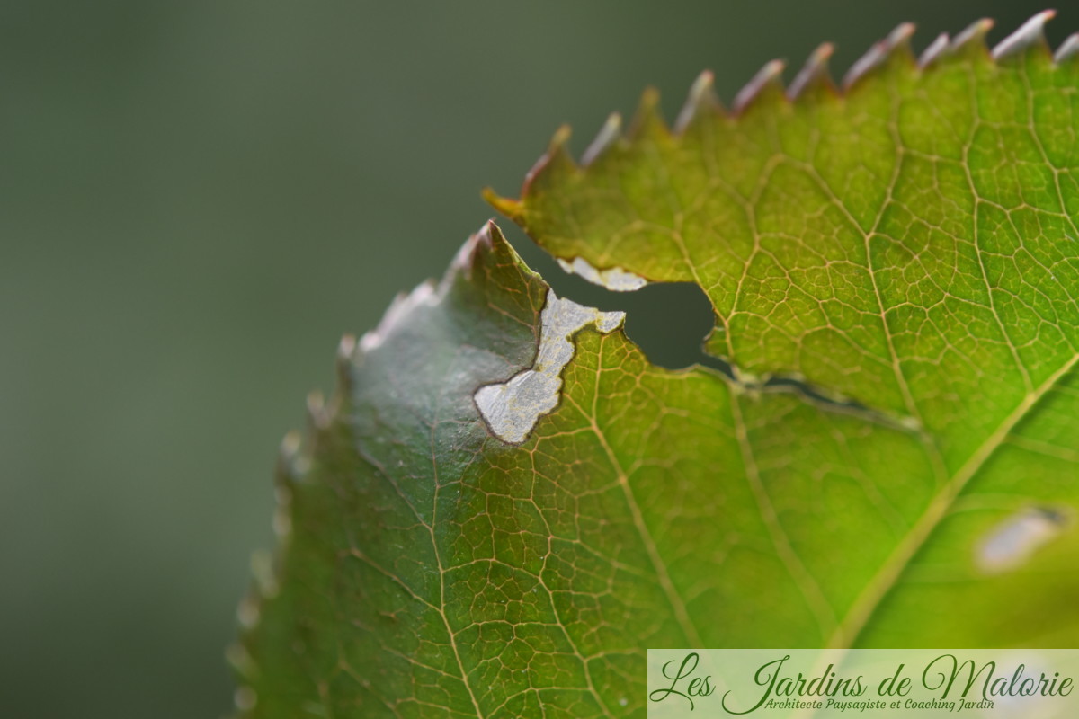 Des trous dans les feuilles des rosiers (tenthrèdes limaces) Les Jardins de Malorie