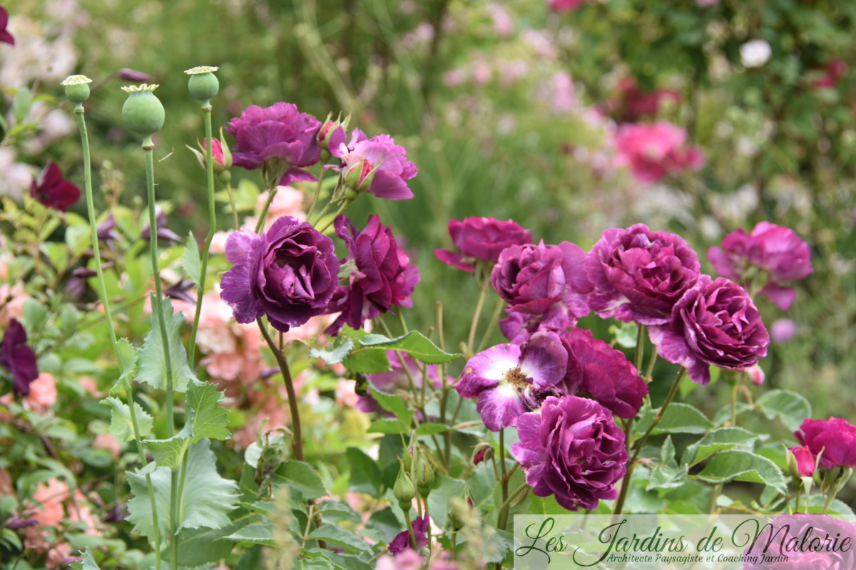 rosier 'Mystérieuse' Les Jardins de Malorie