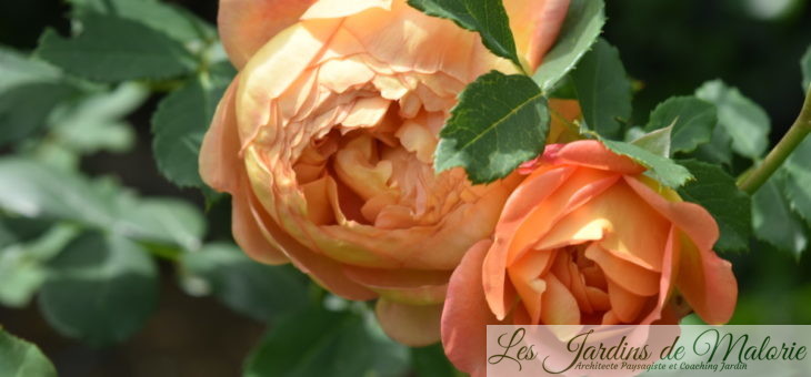 ❤ ❤ ❤ ❤ Focus sur le rosier ‘Lady of Shalott’