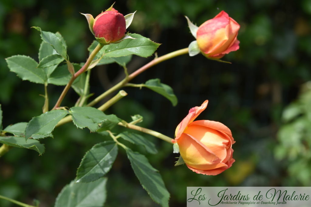 rosier 'Lady of Shalott' (bouton floral)