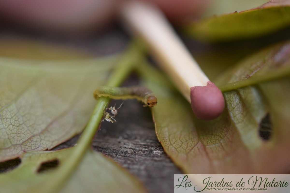 Des trous dans les feuilles des rosiers (tenthrèdes limaces) Les Jardins de Malorie