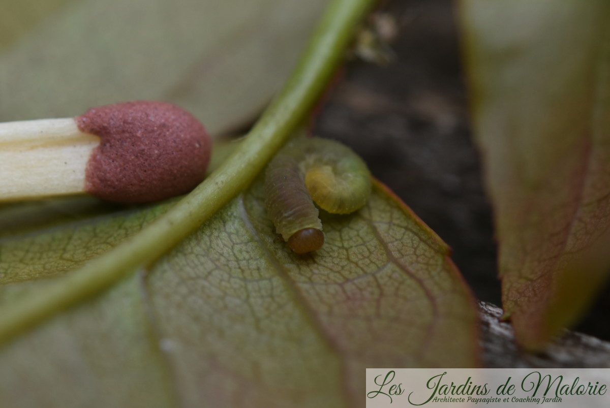 Des trous dans les feuilles des rosiers (tenthrèdes limaces) Les Jardins de Malorie