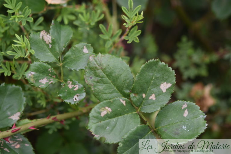 Des trous dans les feuilles des rosiers (tenthrèdes limaces) Les Jardins de Malorie