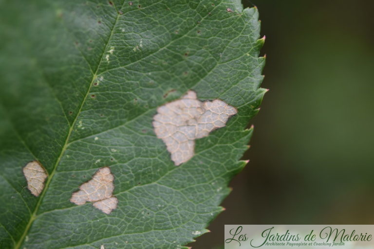 Des trous dans les feuilles des rosiers (tenthrèdes limaces) Les Jardins de Malorie