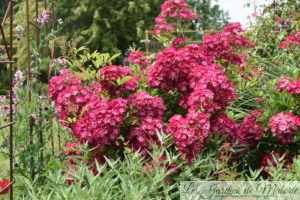 rosier 'Ballerina Red '