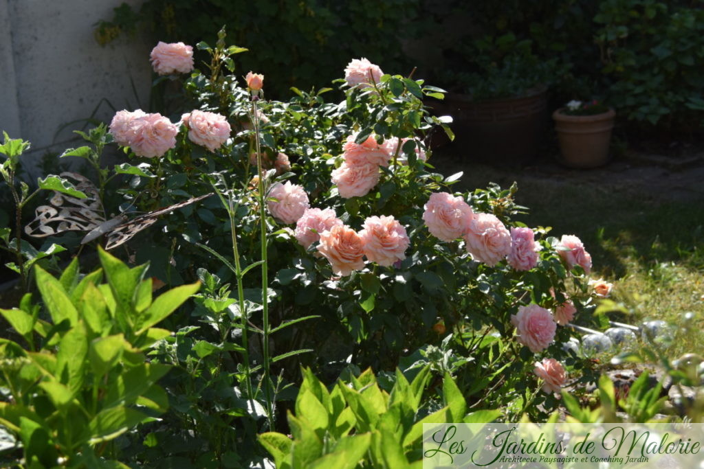rosier 'Garden of Roses' (Joie de Vivre)