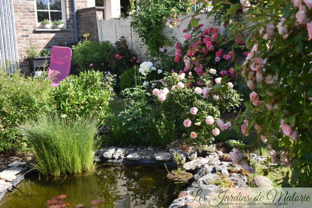 rosier 'Garden of roses' et 'Rosarium Uetersen'