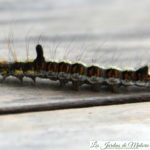 🐛  Une chenille à bosses