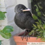 🐦  Jeune oiseau noir trouvé au sol
