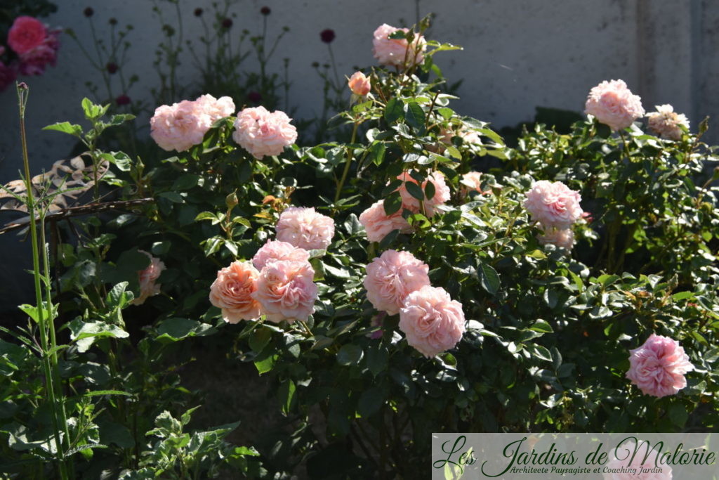 rosier 'Garden of roses'