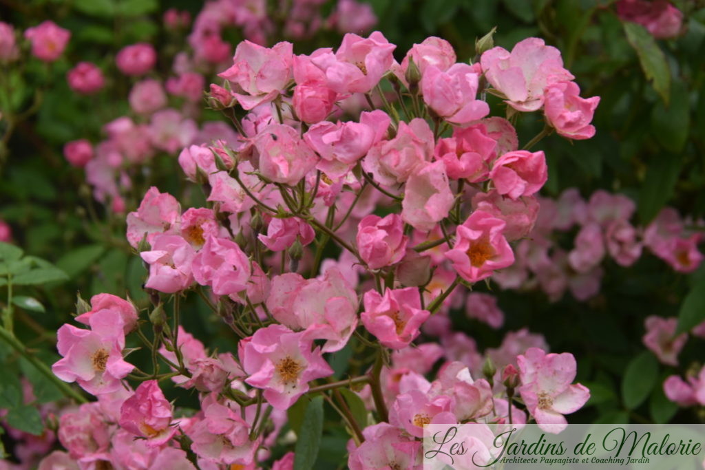 rosier 'Pretty Pink', Hybride Moschata, L. Lens