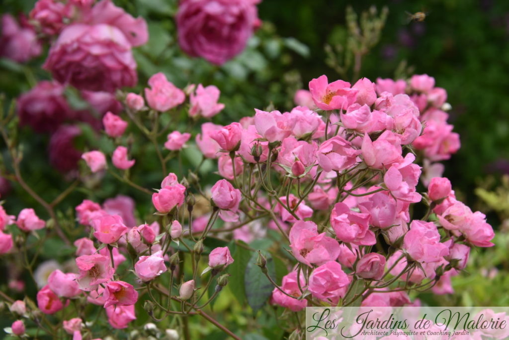 rosier 'Pretty Pink', Hybride Moschata, L. Lens