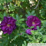 ❤ ❤  Focus sur le rosier 'Hansa'