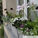 Mes jardinières 2020: "White&Black"