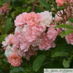 ❤ ❤ ❤  Focus sur le rosier 'Souvenir d'Adolphe Turc'