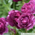 ❤ ❤ ❤  Focus sur le rosier 'Mystérieuse'