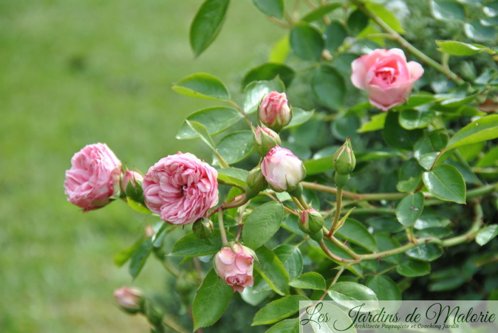 rosier 'Jardins de Valloires'