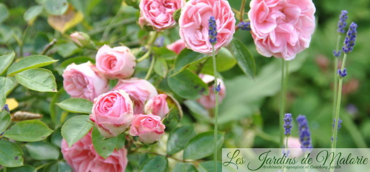 ❤ Focus sur le rosier ‘Jardins de Valloires’