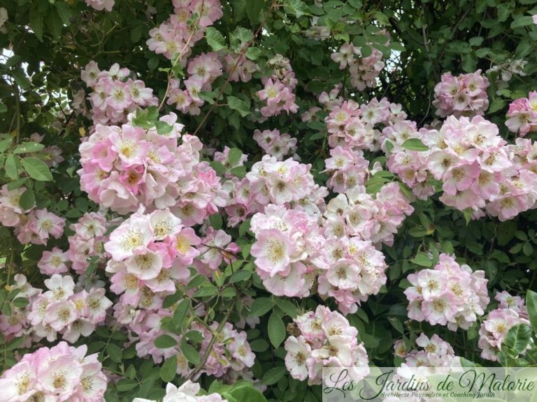 Focus sur le rosier liane 'Kew Rambler' - Les Jardins de Malorie
