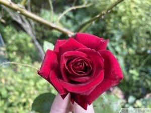 Rosa Red Parfum