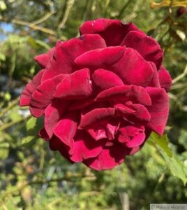 Rosa Red Parfum