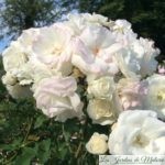 ❤ ❤  Focus sur le rosier 'Midsummersnow'