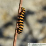 🐛  Chenille orange et noire (l'écaille du seneçon)