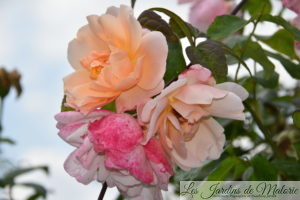 rosier 'Coraline'