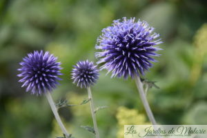 echinops ritro
