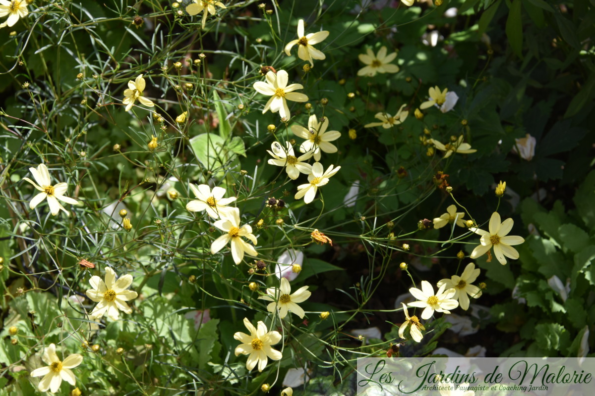 Coreopsis 'Moonbeam', lumineux et sans prétention! Les Jardins de Malorie
