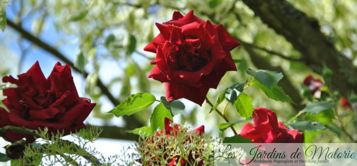 ❤ ❤ Focus sur le rosier ‘Red Parfum’