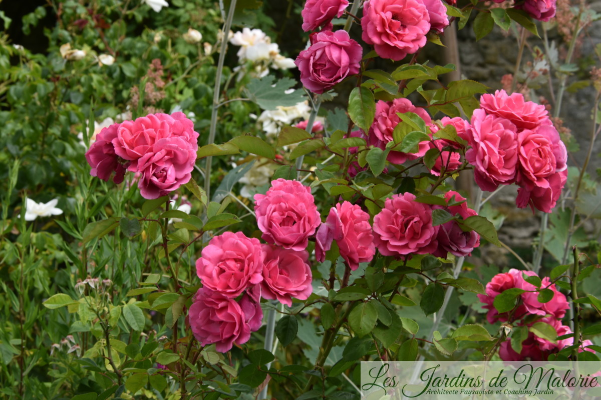 rosier 'Etude' Les Jardins de Malorie