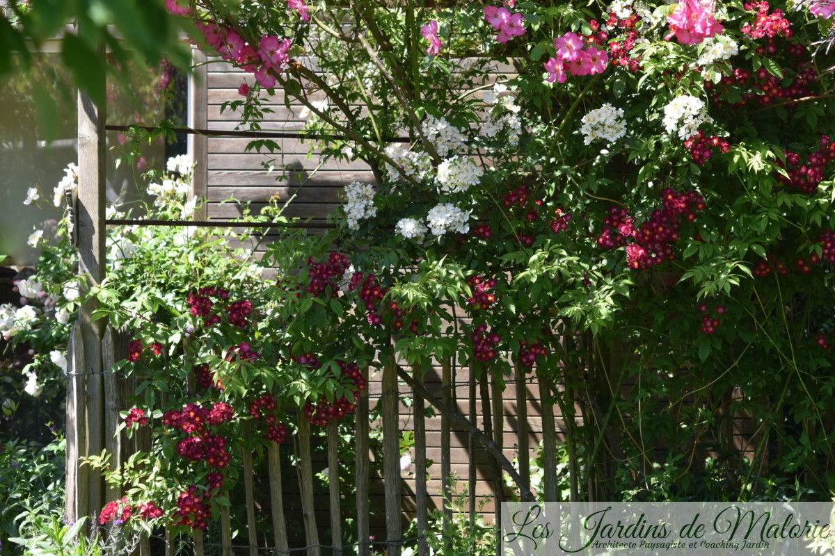 Chroniques de mon jardin : rétro de juin - Les Jardins de Malorie