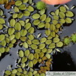 Mignonne plante aquatique : Salvinia minima