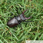 Le Lucane, un insecte impressionnant!
