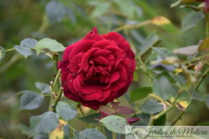 Rosa 'Red Parfum'