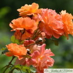 ❤ Focus sur le rosier 'Westerland'