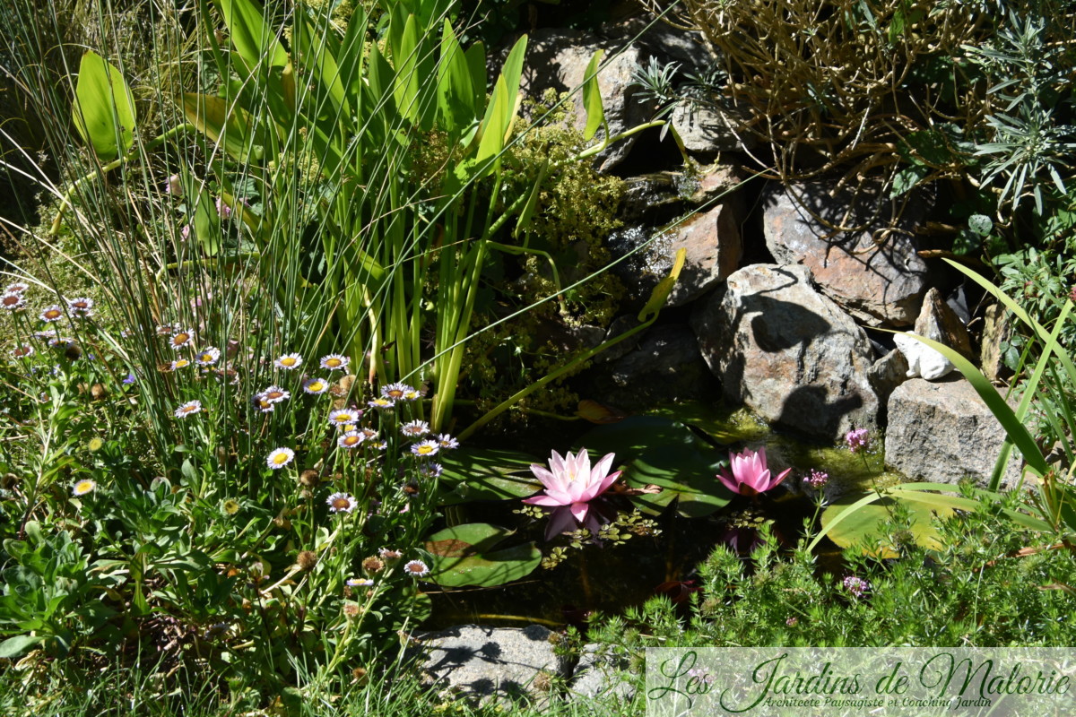 nymphea en fleurs et, au bord du bassin, erigeron alpinus