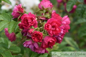 rosa rugosa F.J. Grootendorst'