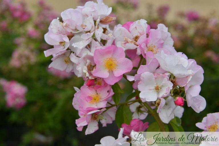 Le Jardin des Roses Anciennes André Eve - Les Jardins de ...