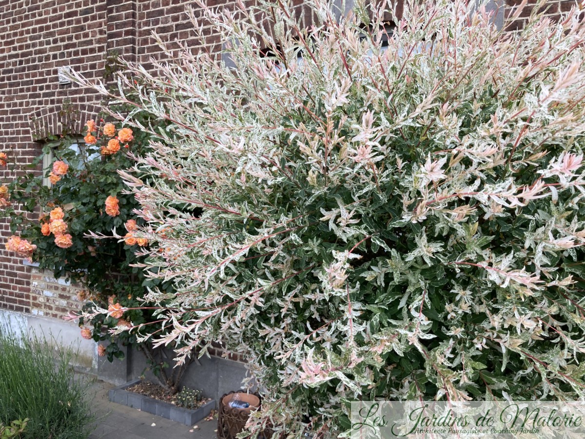 Saule crevette (Salix ‘Hakuro-nishiki’) - Les Jardins de Malorie