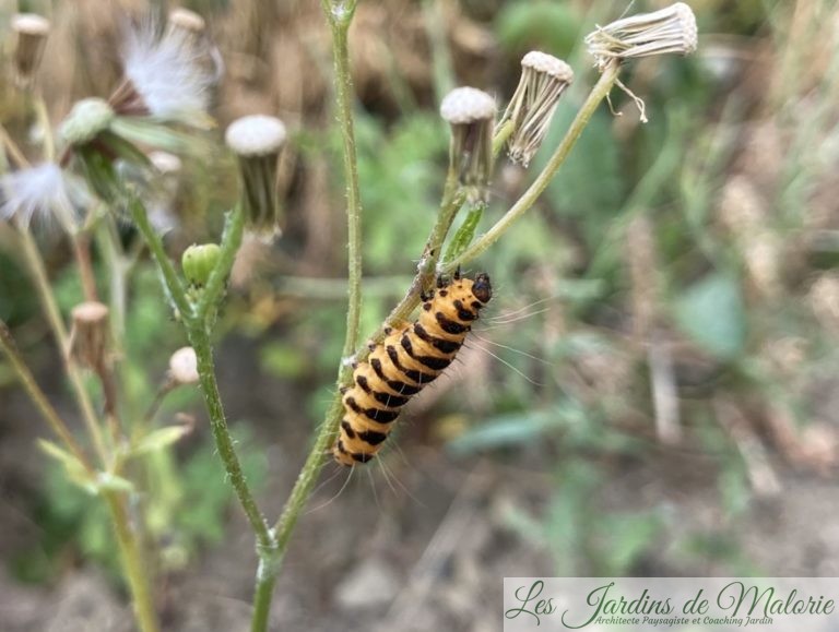 Chenille orange et noire (l'écaille du seneçon) Les Jardins de Malorie — free download