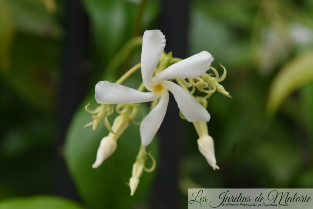 Jasmin Étoilé Jasminoïdes – Plante Grimpante Godet – Fleurs Blanches Parfumées Persistant Hiver