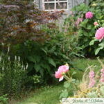 Chroniques de mon jardin: au revoir Juillet!