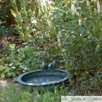 De l'eau pour les oiseaux et les hérissons