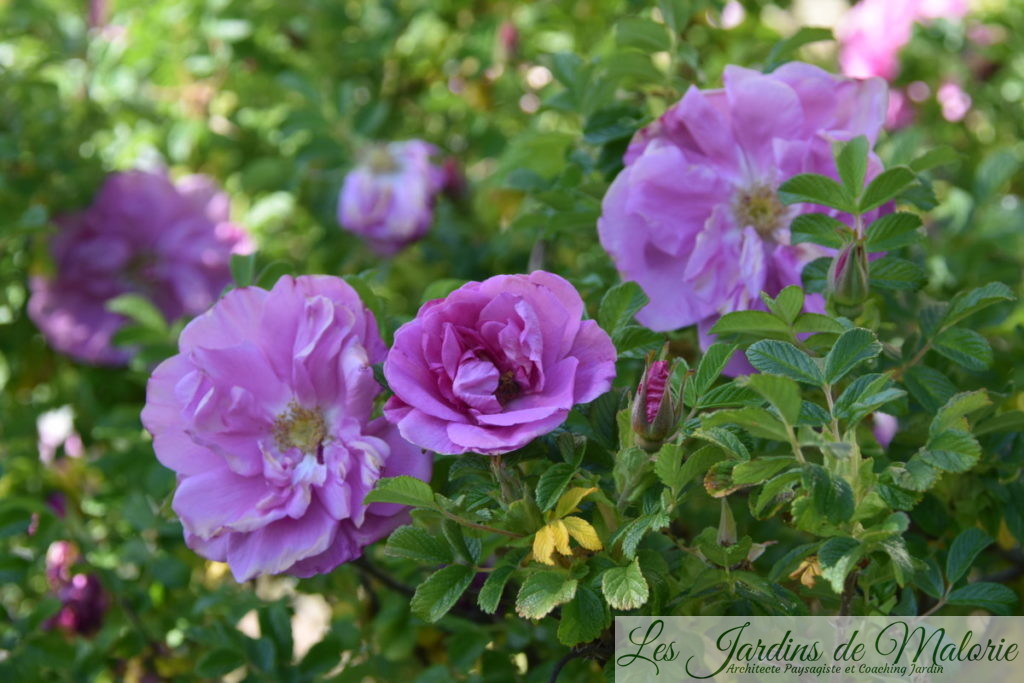 rosier rugueux, rosa rugosa 'Belle Poitevine'